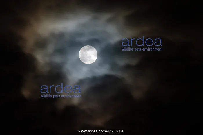 : Full moon and passing clouds at night : Full moon and passing clouds at night