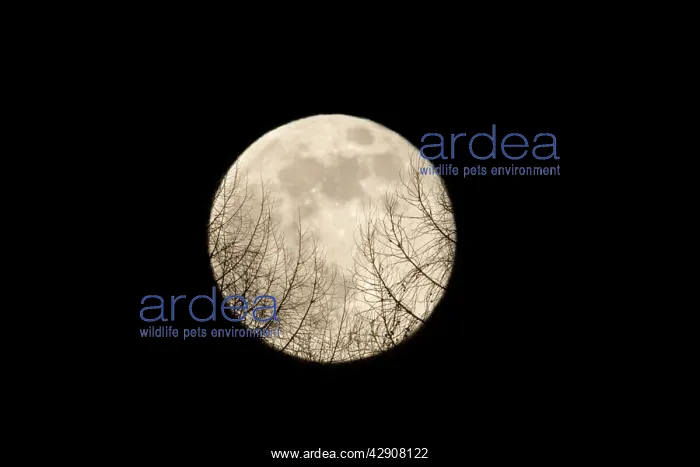 : Full Moon - Rising over a forest : Full Moon - Rising over a forest