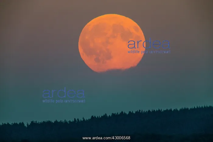 : Full Moon - rising above forest, Lower Saxony, Germany : Full Moon - rising above forest, Lower Saxony, Germany