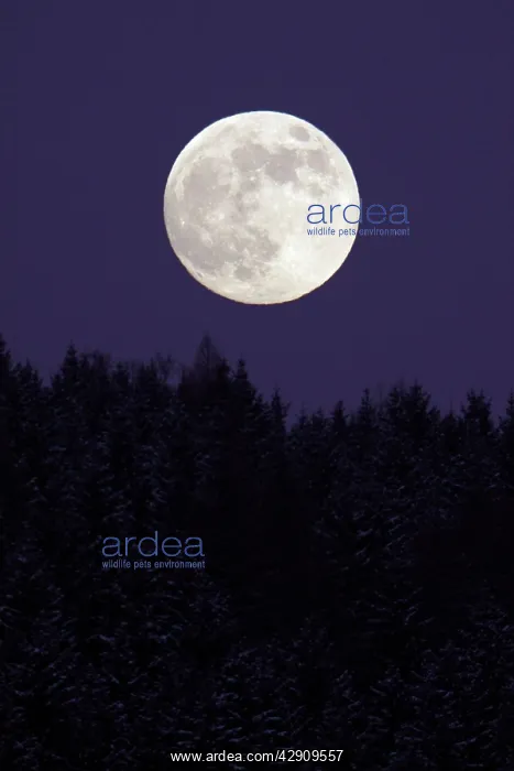 : Full Moon - rising above forest in winter : Full Moon - rising above forest in winter