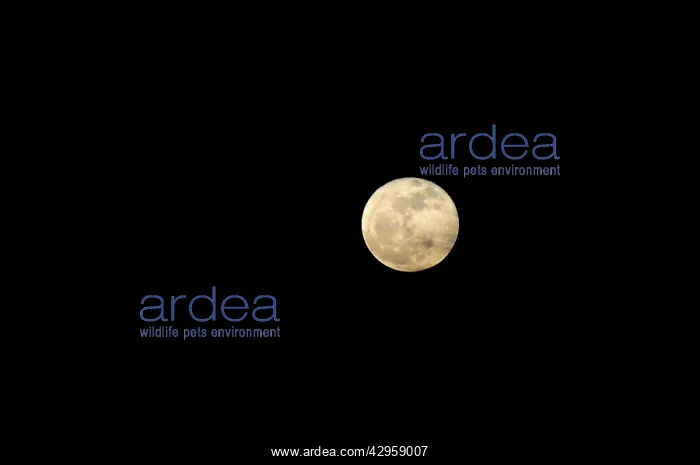 : Full moon rising at Grand Bahama Island, Bahamas : Full moon rising at Grand Bahama Island, Bahamas