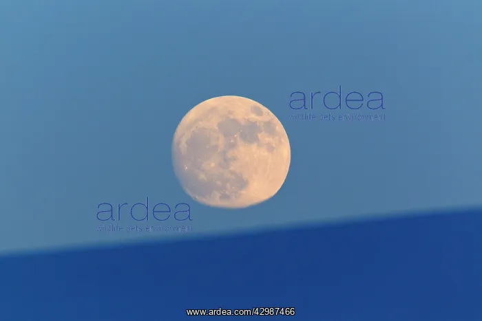: Full Moon - rising above hills : Full Moon - rising above hills