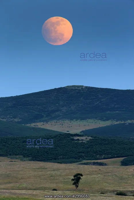 : Full Moon - rising above hills Castro Verde, Alentejo : Full Moon - rising above hills Castro Verde, Alentejo