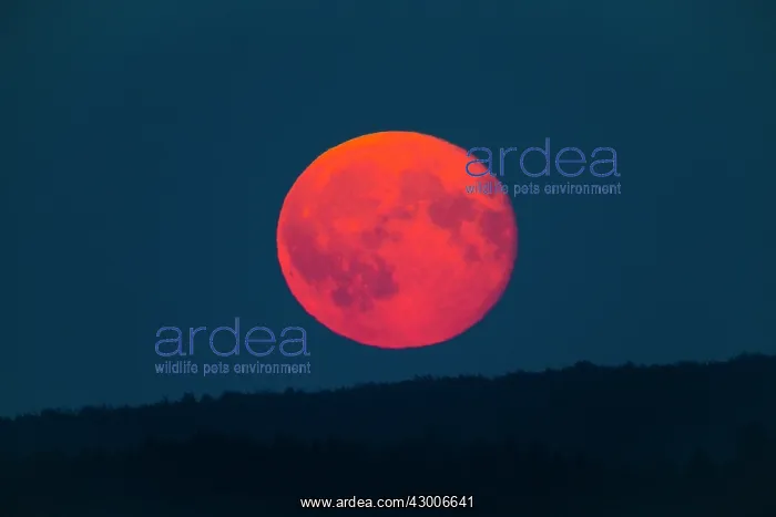 : Full Moon - rising above horizon, coloured orange : Full Moon - rising above horizon, coloured orange