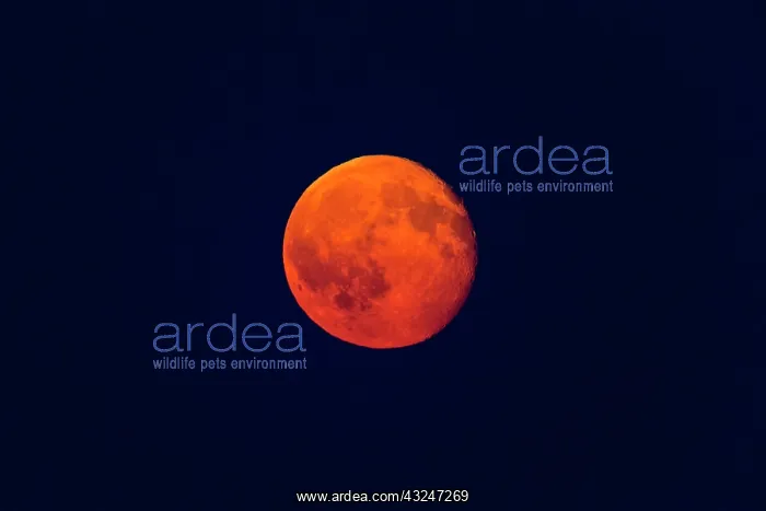 : Full Moon - rising above horizon, coloured orange : Full Moon - rising above horizon, coloured orange