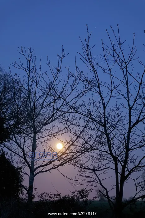 : Full moon rising - Norfolk UK : Full moon rising - Norfolk UK