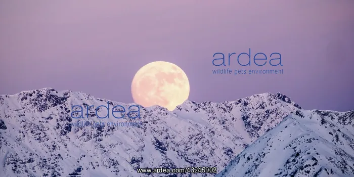 : full moon rising into a pink sky in a winter mountain : full moon rising into a pink sky in a winter mountain