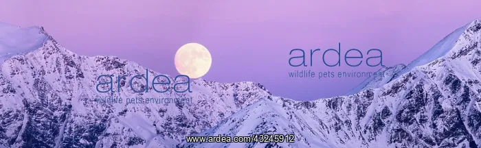  : full moon rising into a pink sky in a winter mountain