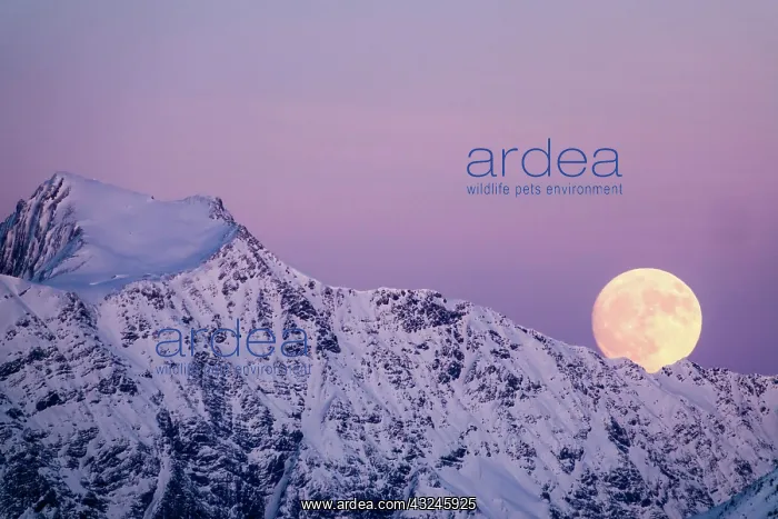  : full moon rising into a pink sky in a winter mountain