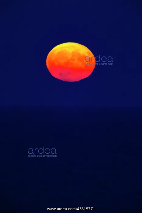 : Full Moon, rising over the Wadden sea, in autumn : Full Moon, rising over the Wadden sea, in autumn