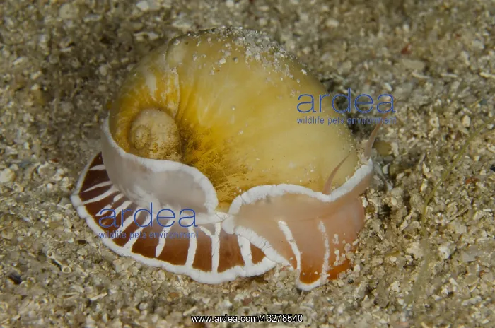 : Moon Shell Snail (Naticarius orientalis), on sand : Moon Shell Snail (Naticarius orientalis), on sand