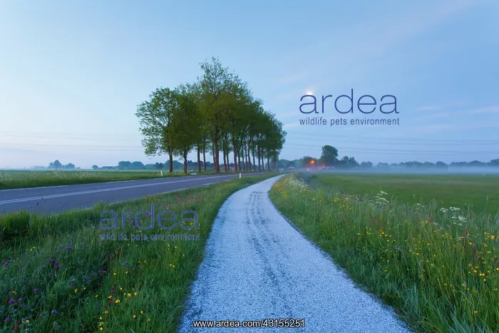 : Moon shines over bicycle path with mist over the meadowfield : Moon shines over bicycle path with mist over the meadowfield