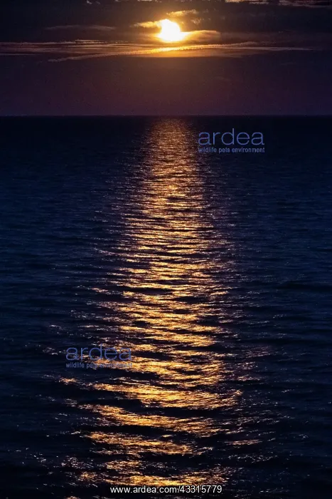 : Full Moon, shinig through clouds, over the Wadden : Full Moon, shinig through clouds, over the Wadden