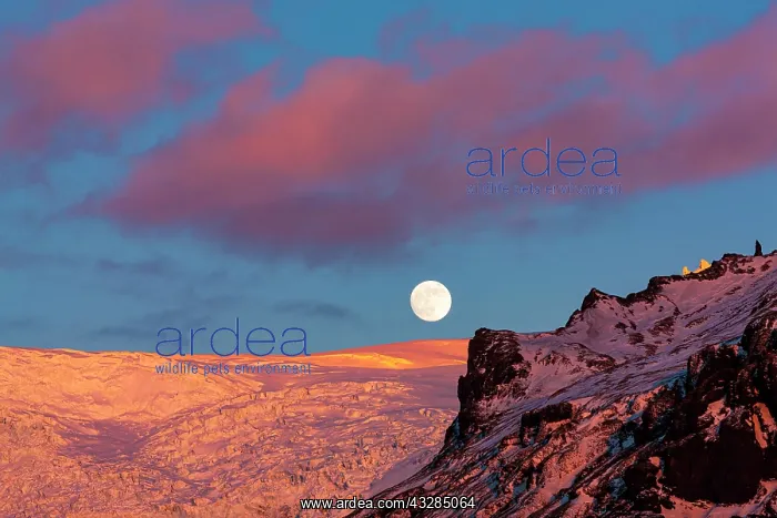  : Full moon above Svinafellsj&, x1abd6c;l, evening