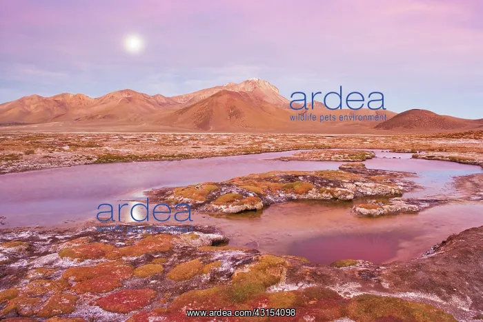 : Full moon over thermal pool at edge of salt lake Salar de Su : Full moon over thermal pool at edge of salt lake Salar de Su