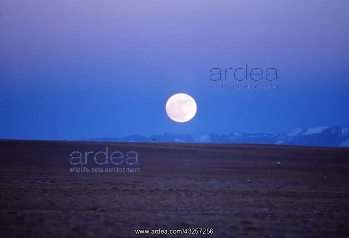 : FULL MOON OVER TIBETAN PLATEAU - Brightest for 133 years : FULL MOON OVER TIBETAN PLATEAU - Brightest for 133 years