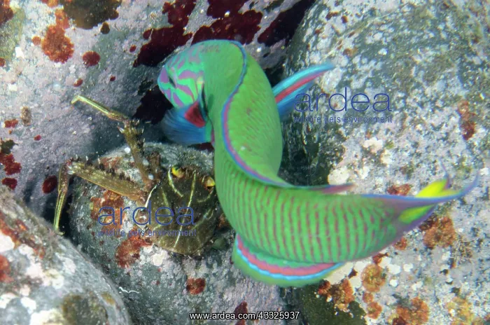 : Moon Wrasse attacking Flat Rock Crab (Percnon planissimum) : Moon Wrasse attacking Flat Rock Crab (Percnon planissimum)