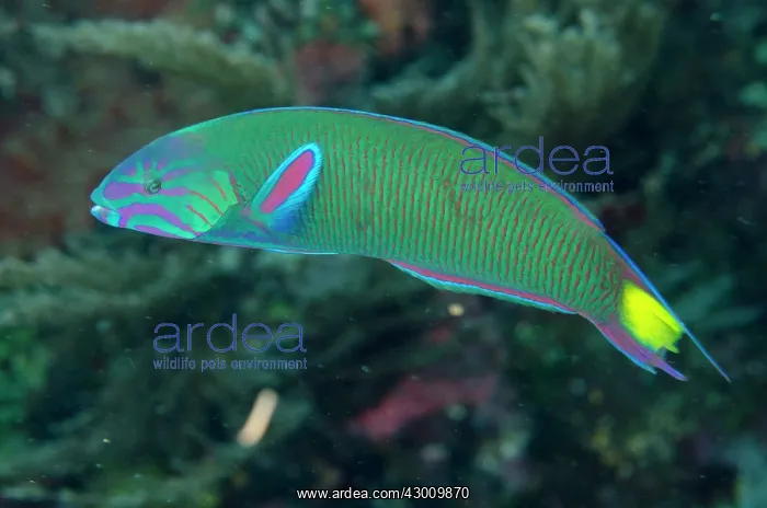 : Moon Wrasse Batu Bulong dive site, Tatawa Besar : Moon Wrasse Batu Bulong dive site, Tatawa Besar