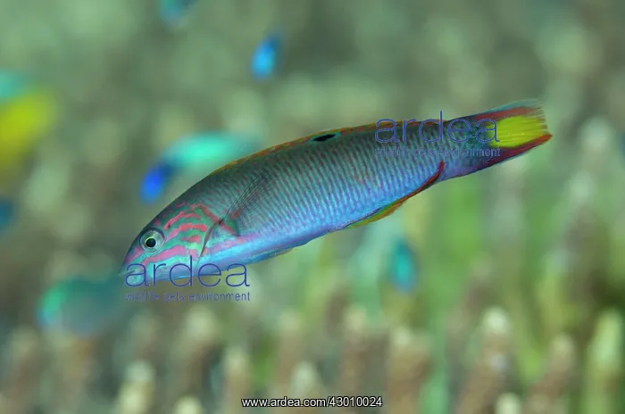  : Moon Wrasse Tatawa Besar dive site, between Komodo
