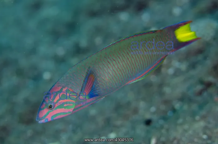 : Moon Wrasse - USAT (US Army Transport) Liberty Wreck : Moon Wrasse - USAT (US Army Transport) Liberty Wreck