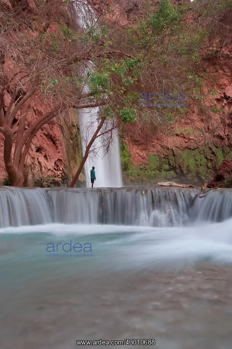 : Mooney Falls / Havasupai Falls with tourist (Kennedy : Mooney Falls / Havasupai Falls with tourist (Kennedy