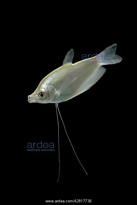 : Moonlight gourami - male side view : Moonlight gourami - male side view