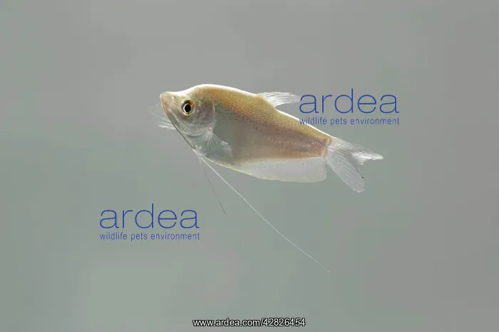 : Moonlight gourami - side view : Moonlight gourami - side view