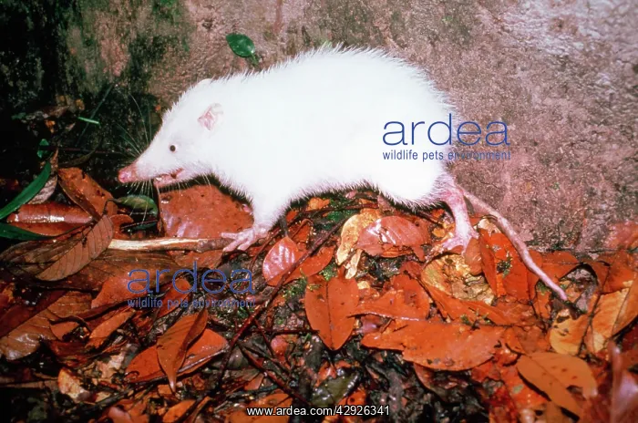 : MOONRAT (family: Erinaceidae). Sepilok forest, Borneo : MOONRAT (family: Erinaceidae). Sepilok forest, Borneo