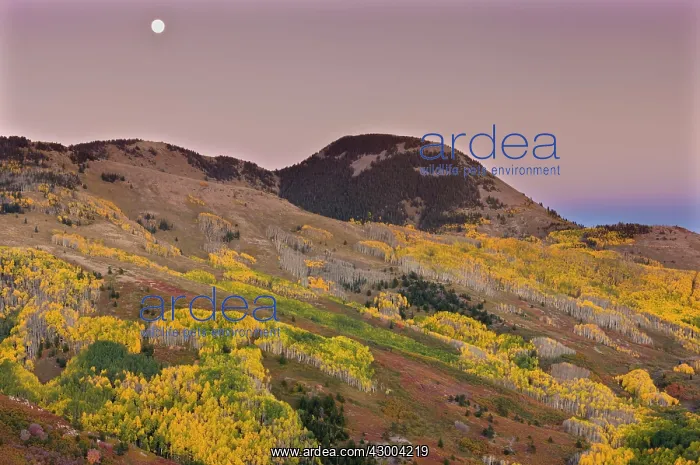 : Moonrise in autumn (fall) : Moonrise in autumn (fall)