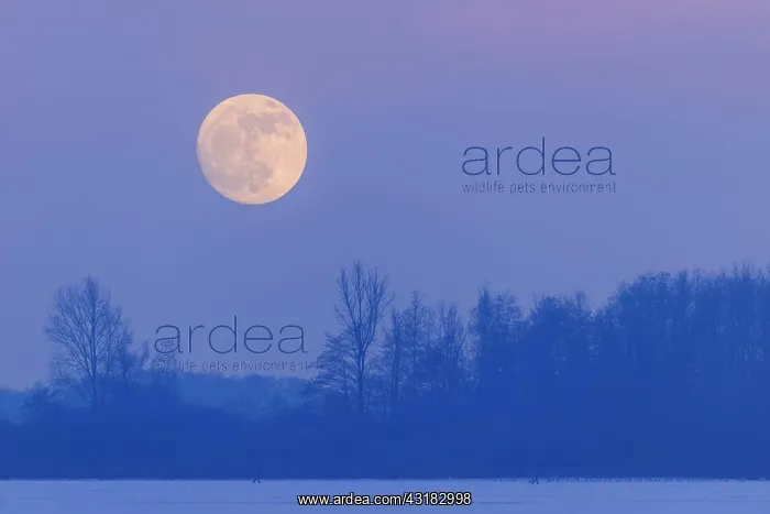 : Moonrise over the Dammer, Oldenburger Mansterland