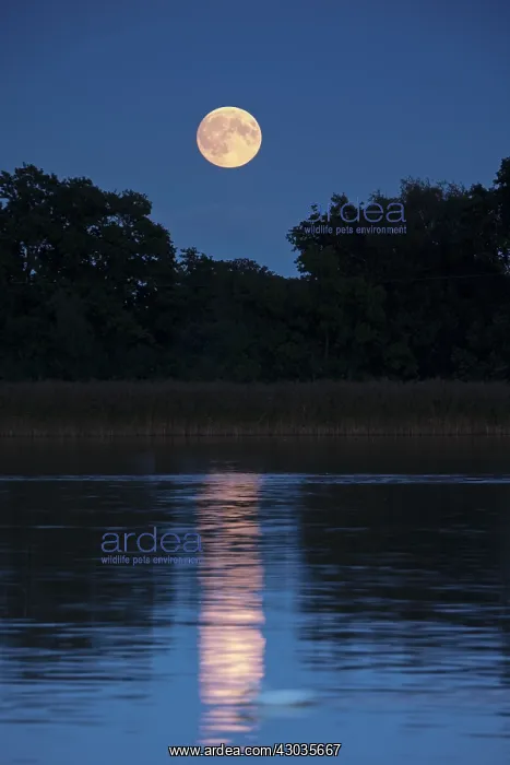 : Full Moonrise over Hickling Broad, Norfolk UK : Full Moonrise over Hickling Broad, Norfolk UK