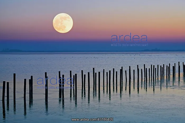 : Moonrise in wintry landscape on the shore of Lake : Moonrise in wintry landscape on the shore of Lake