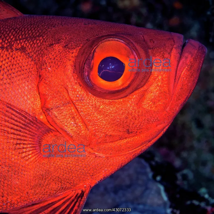 : Moontail bullseye (Priacanthus hamrur), Jackson : Moontail bullseye (Priacanthus hamrur), Jackson