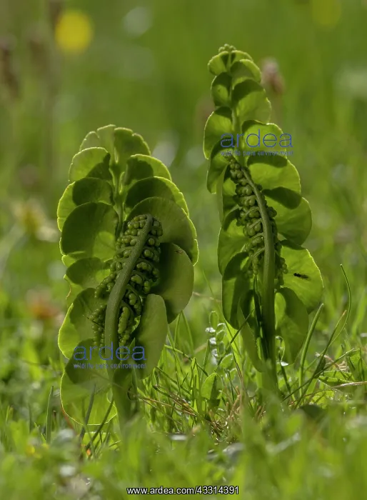  : Moonwort, Botrychium lunaria, with fertile frond