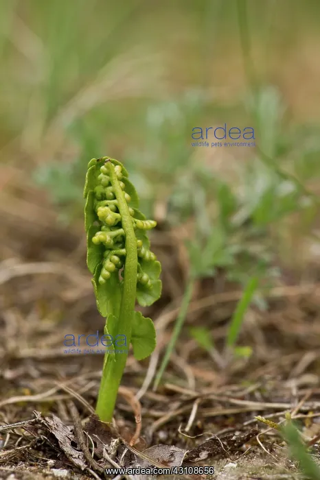  : Moonwort (Botrychium lunaria). Melby Overdrev, Denmark