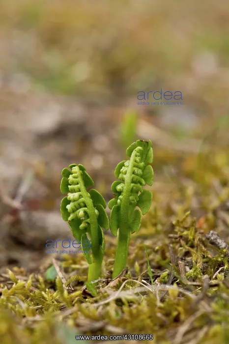 : Moonwort (Botrychium lunaria). Melby Overdrev, Denmark : Moonwort (Botrychium lunaria). Melby Overdrev, Denmark