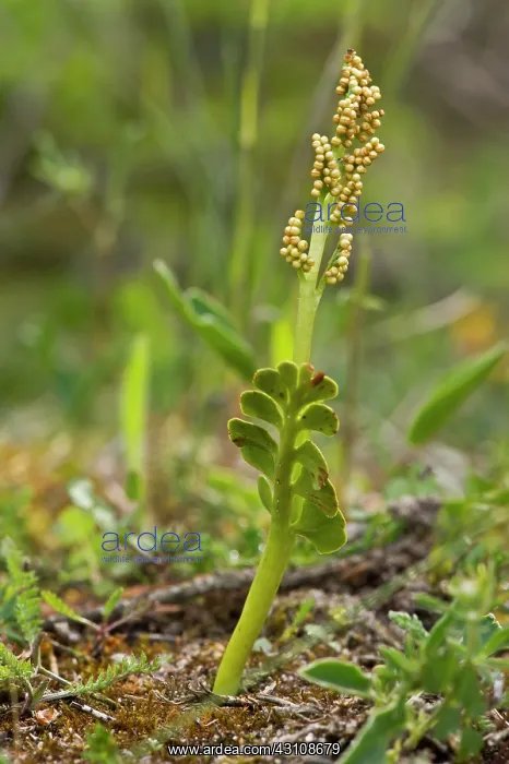: Moonwort (Botrychium lunaria). Melby Overdrev, Denmark : Moonwort (Botrychium lunaria). Melby Overdrev, Denmark