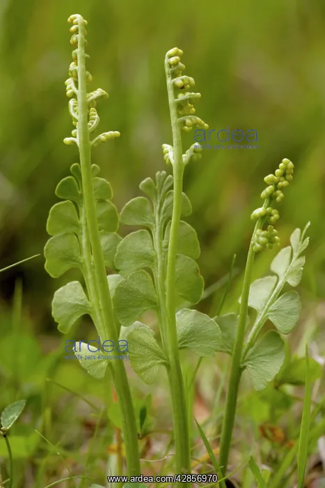 : Moonwort an unusual fern. With fertile fronds : Moonwort an unusual fern. With fertile fronds