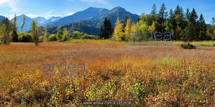 : Moor in autumn, Moor pond near Oberstdorf, Oberallgcu : Moor in autumn, Moor pond near Oberstdorf, Oberallgcu