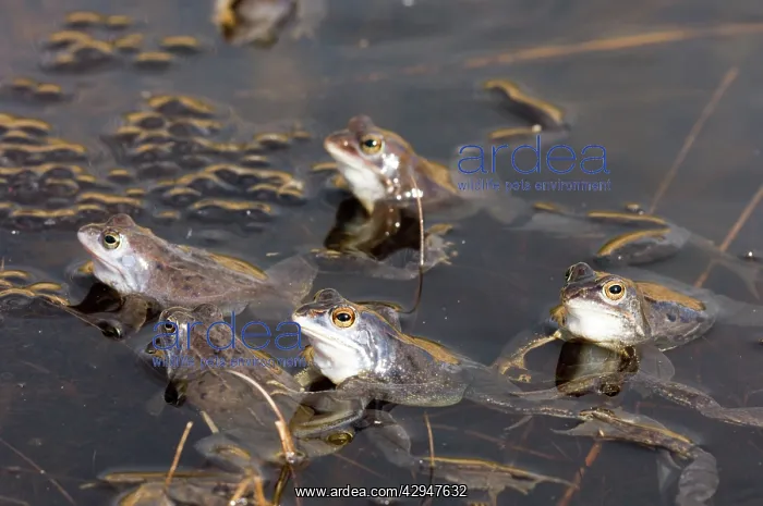 : Moor frog (Rana arvalis). Frogspawn during mating season in March : Moor frog (Rana arvalis). Frogspawn during mating season in March