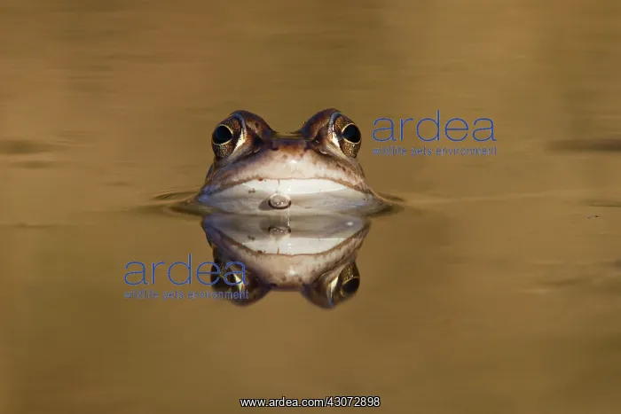 : Moor Frog (Rana arvalis) reflected in the water just before sunset : Moor Frog (Rana arvalis) reflected in the water just before sunset