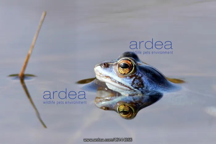 : Moor Frog. Close up of a Moor Frog (Rana arvalis) male : Moor Frog. Close up of a Moor Frog (Rana arvalis) male