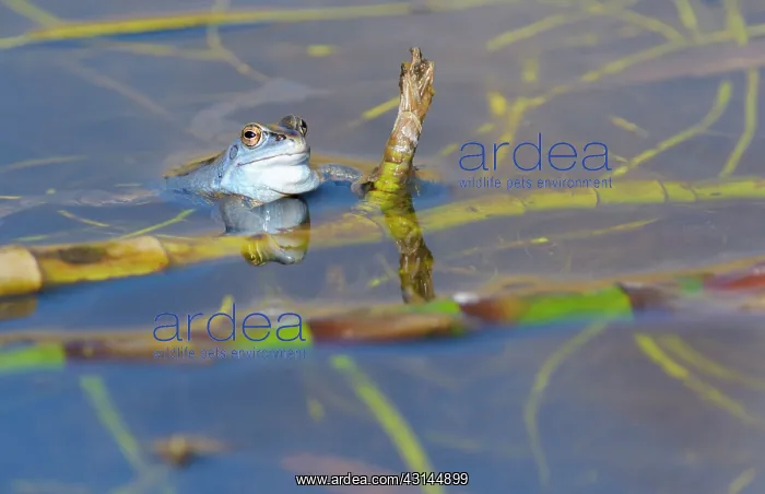 : Moor Frog (Rana arvalis) male in blue mating colours in ditch : Moor Frog (Rana arvalis) male in blue mating colours in ditch