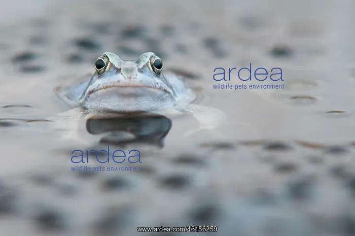 : Moor Frog (Rana arvalis) male at breeding site in moor fen amidst a large amount of spawn : Moor Frog (Rana arvalis) male at breeding site in moor fen amidst a large amount of spawn