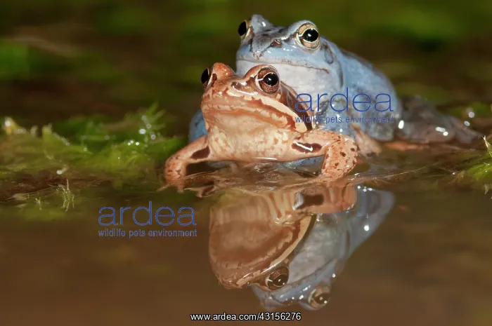 : Moor Frog (Rana arvalis) mating couple with blue male : Moor Frog (Rana arvalis) mating couple with blue male