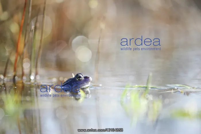 : Moor Frog. Blue Moor frog (Rana arvalis) male in the water with bokey : Moor Frog. Blue Moor frog (Rana arvalis) male in the water with bokey