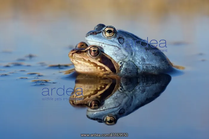 : Moor Frog (Rana arvalis) amplexus, Noord-Brabant, The Netherlands, The Netherlands : Moor Frog (Rana arvalis) amplexus, Noord-Brabant, The Netherlands, The Netherlands