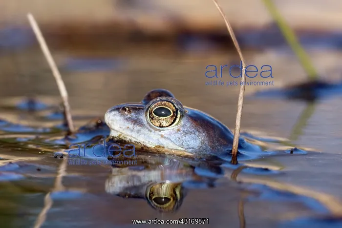 : Moor Frog (Rana arvalis) male in the water, Noord-Brabant : Moor Frog (Rana arvalis) male in the water, Noord-Brabant