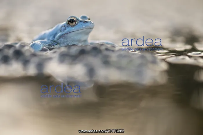 : Moor Frog (Rana arvalis) blue male sitting on top of large amount of eggs at sunset : Moor Frog (Rana arvalis) blue male sitting on top of large amount of eggs at sunset