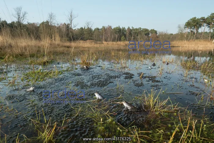 : Moor Frog (Rana arvalis) blue males and a large amount of eggs at breeding : Moor Frog (Rana arvalis) blue males and a large amount of eggs at breeding
